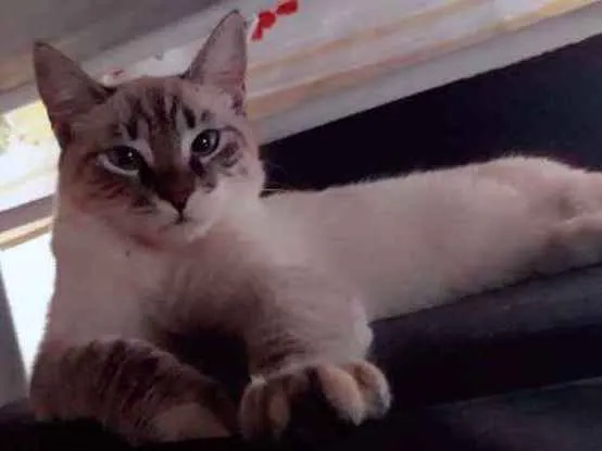 Gato ra a Ñ definada idade 7 a 11 meses nome Suzi