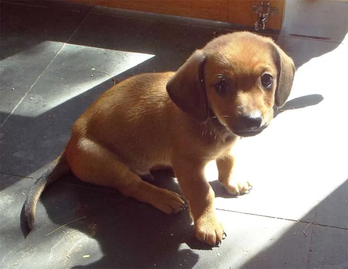 Cachorro ra a mista daschund/shitzu idade Abaixo de 2 meses nome sem nome