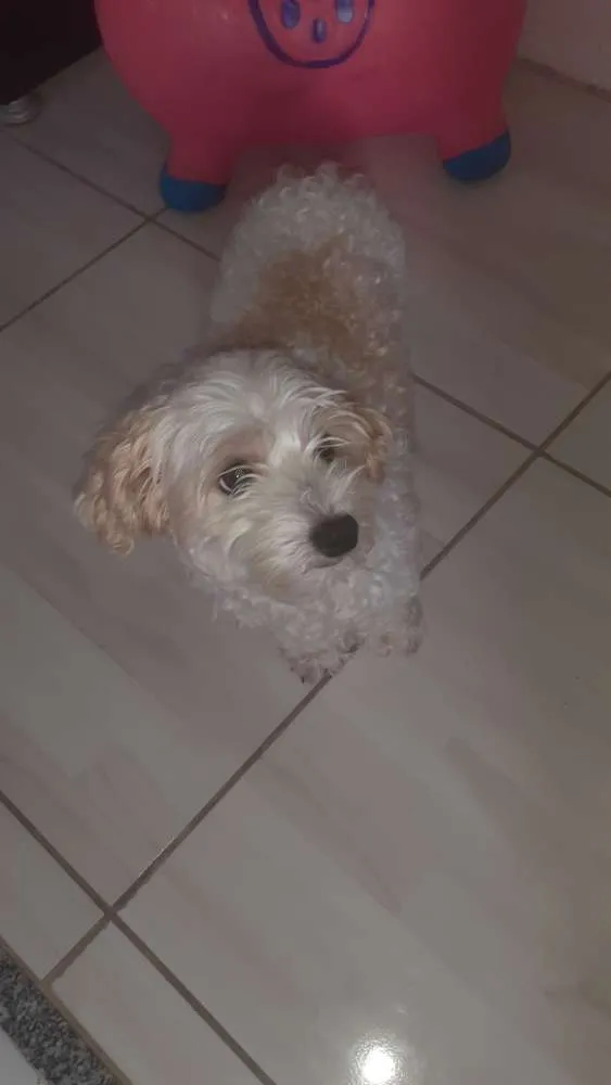 Cachorro raça poodle idade 4 anos nome Thor
