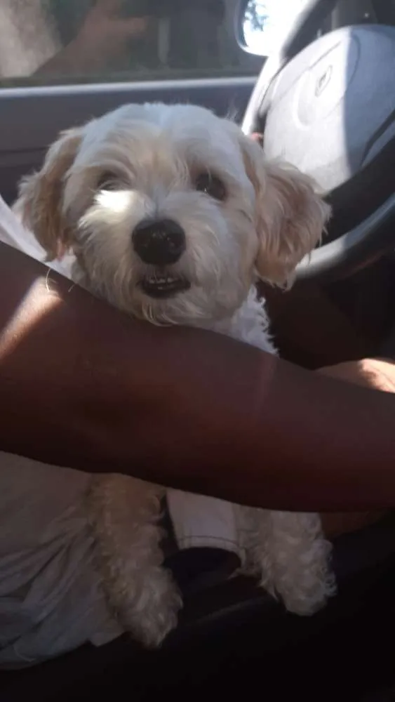 Cachorro raça poodle idade 4 anos nome Thor