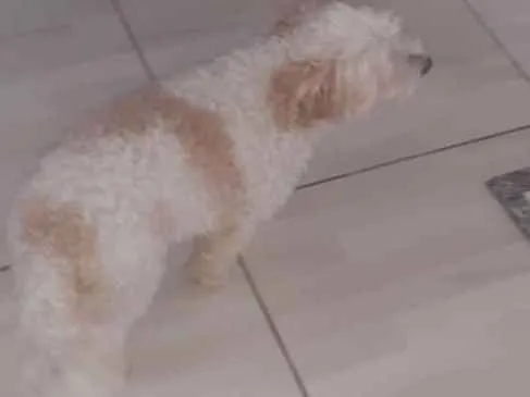 Cachorro raça poodle idade 4 anos nome Thor