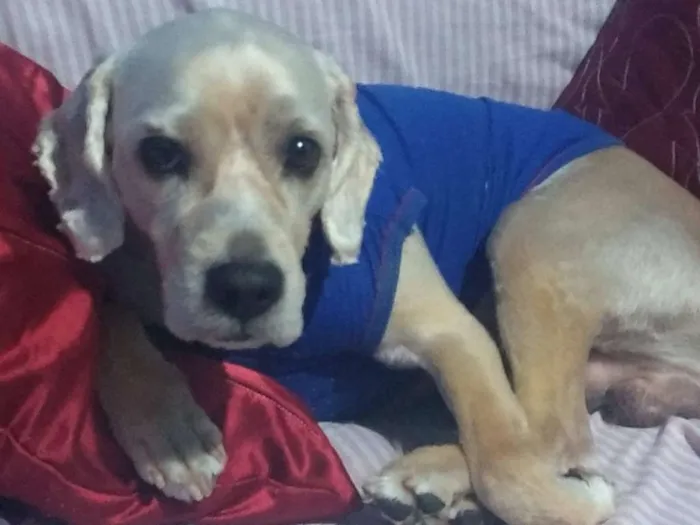 Cachorro ra a poodle idade 5 anos nome Ralph