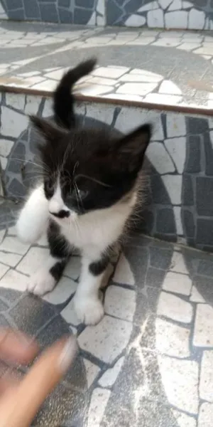 Gato raça  idade Abaixo de 2 meses nome sem nome