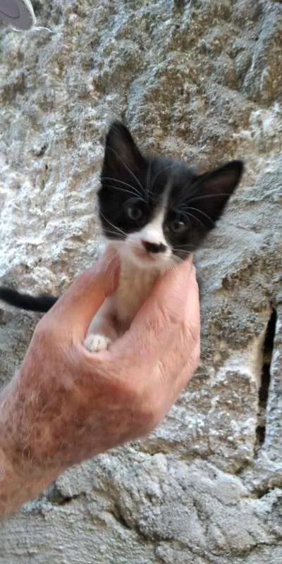 Gato ra a  idade Abaixo de 2 meses nome sem nome