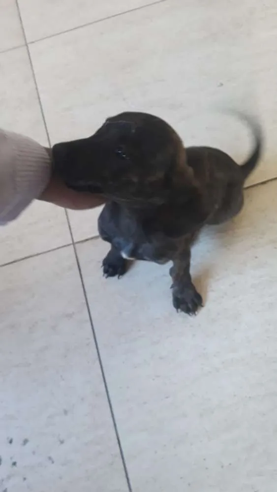 Cachorro raça vira lata idade 2 a 6 meses nome Fofo