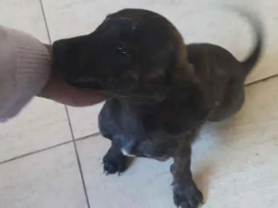 Cachorro raça vira lata idade 2 a 6 meses nome Fofo