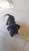 Fofo
