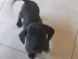 Fofo