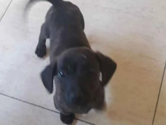 Cachorro raça vira lata idade 2 a 6 meses nome Fofo
