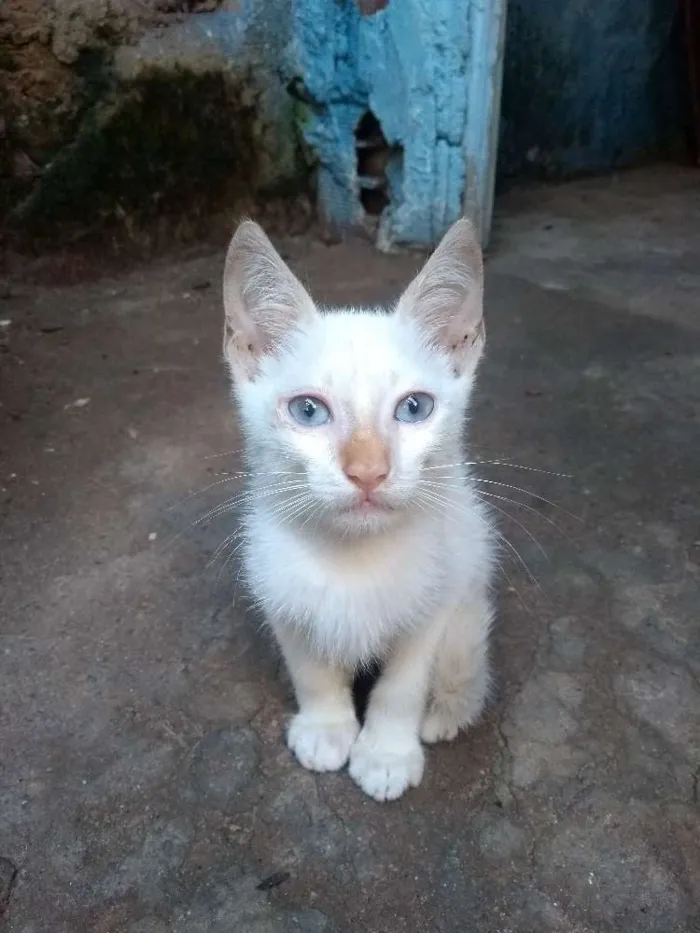 Gato ra a  idade Abaixo de 2 meses nome Neve