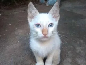 Gato raça  idade Abaixo de 2 meses nome Neve