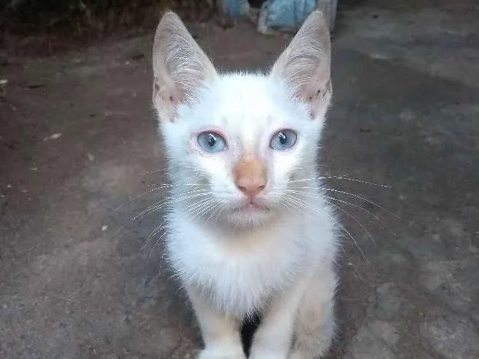 Gato ra a  idade Abaixo de 2 meses nome Neve