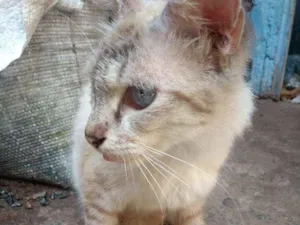 Gato raça  idade 3 anos nome Nina