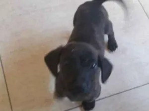 Cachorro raça vira lata idade 2 a 6 meses nome Fofo