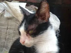 Gato raça  idade 7 a 11 meses nome Flay