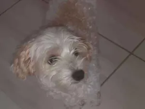 Cachorro raça poodle idade 4 anos nome Thor