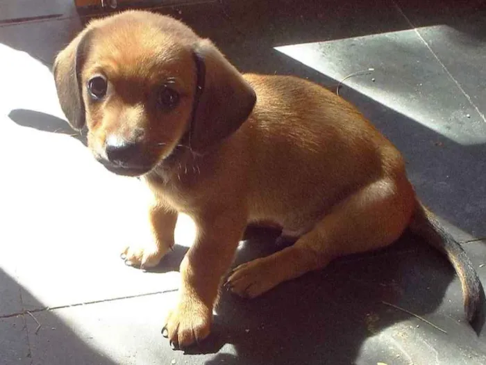 Cachorro ra a mista daschund/shitzu idade Abaixo de 2 meses nome sem nome