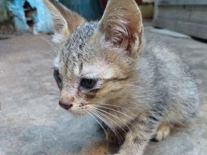 Gato ra a  idade Abaixo de 2 meses nome Fred