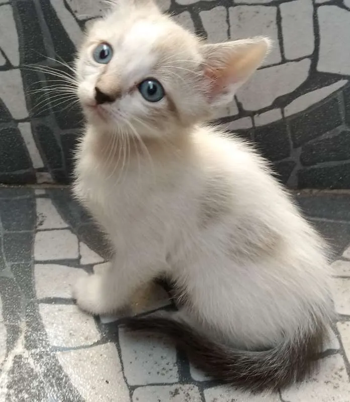 Gato ra a  idade Abaixo de 2 meses nome sem nome