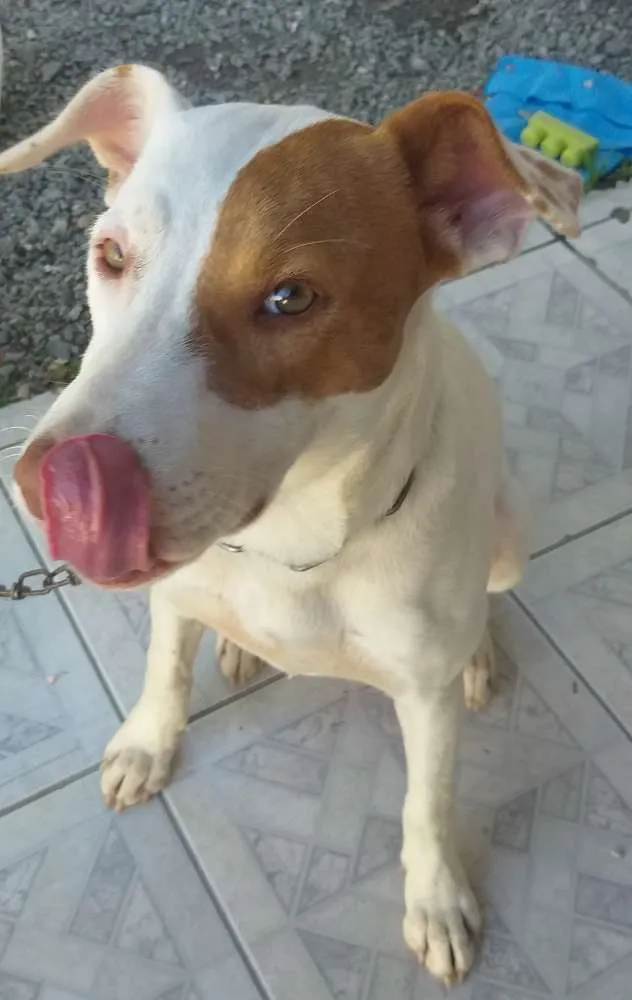 Cachorro ra a Mistura de Pitbul  idade 7 a 11 meses nome Branca