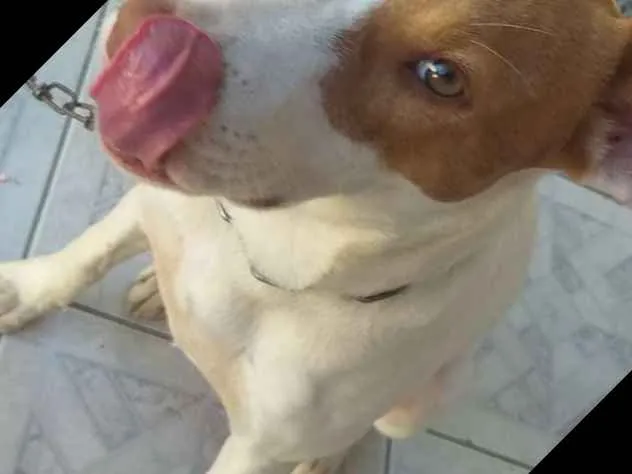 Cachorro ra a Mistura de Pitbul  idade 7 a 11 meses nome Branca