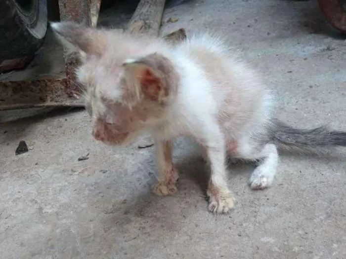 Gato ra a  idade Abaixo de 2 meses nome Fio