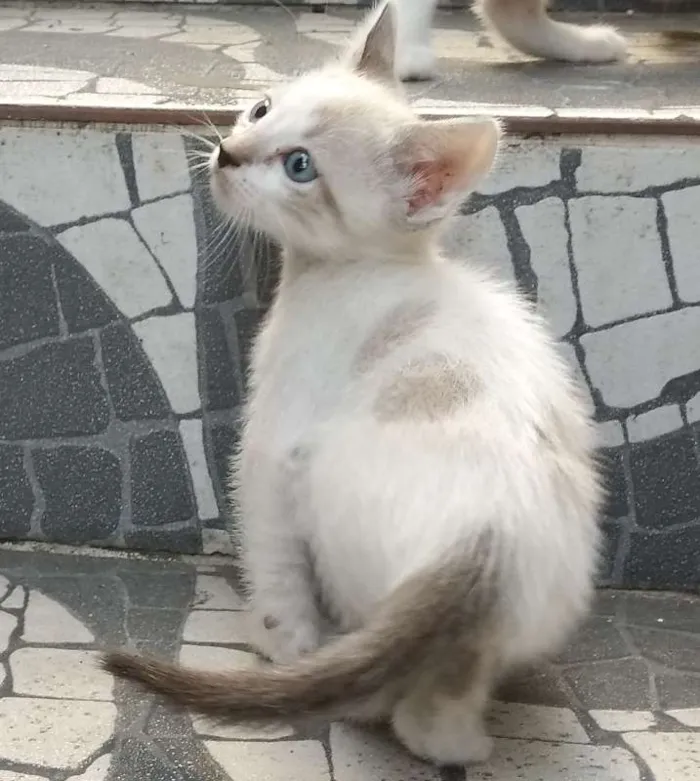 Gato ra a  idade Abaixo de 2 meses nome sem nome
