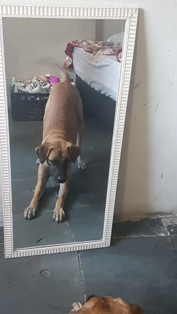 Cachorro ra a Vira-lata idade 7 a 11 meses nome Leão