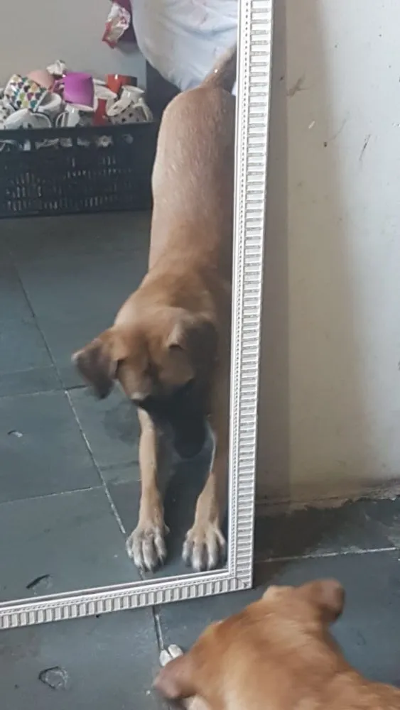 Cachorro ra a Vira-lata idade 7 a 11 meses nome Leão