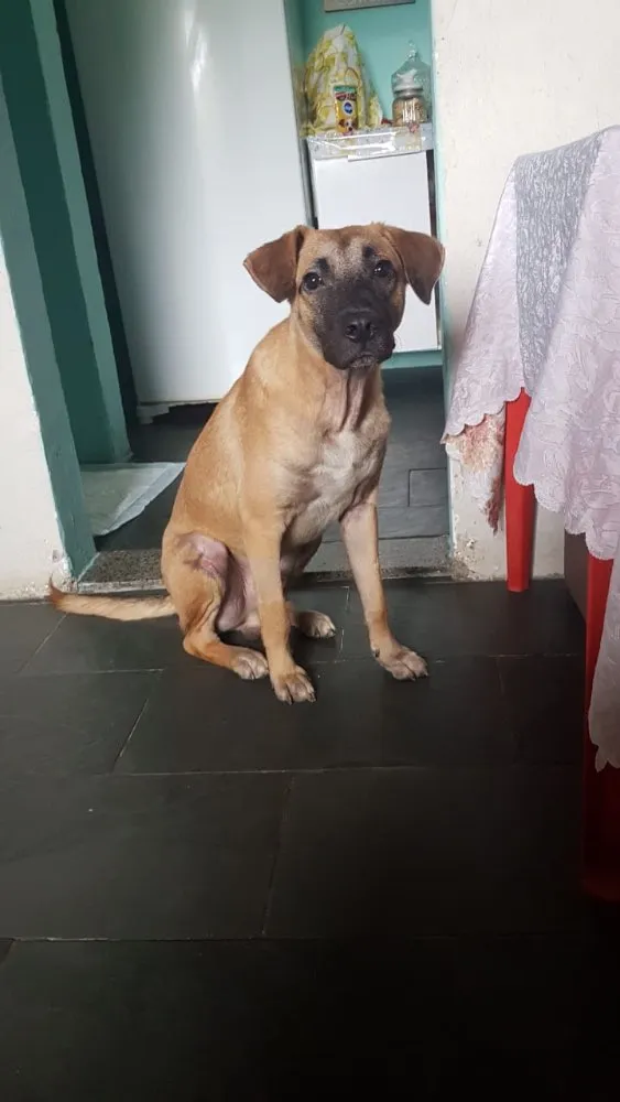 Cachorro ra a Vira-lata idade 7 a 11 meses nome Leão