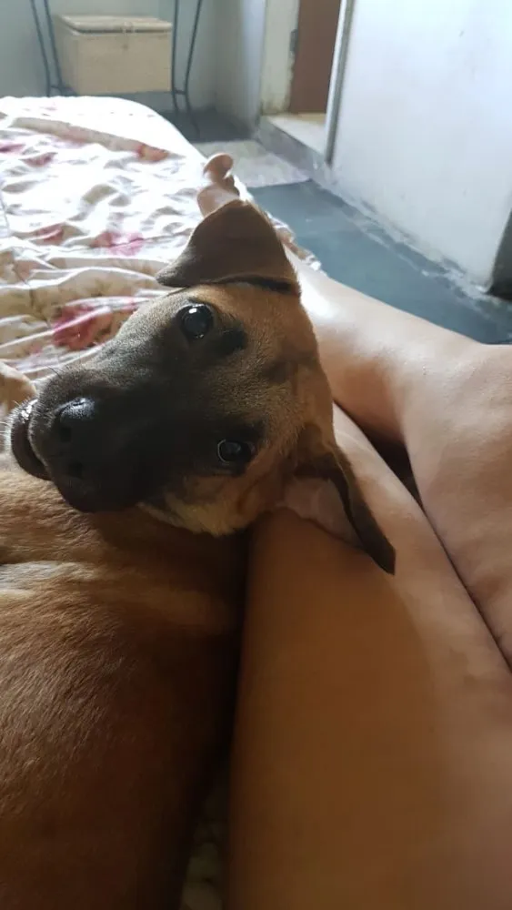 Cachorro ra a Vira-lata idade 7 a 11 meses nome Leão