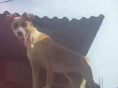 Cachorro raça Vira lata idade 1 ano nome Nutella