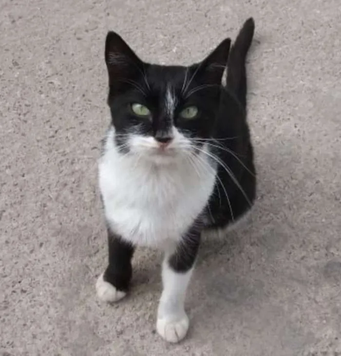 Gato ra a  idade 1 ano nome sem nome