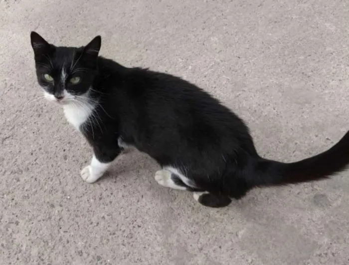 Gato ra a  idade 1 ano nome sem nome