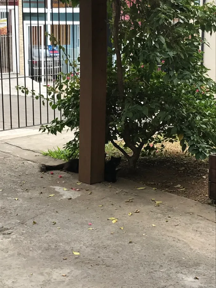 Gato raça SRD idade 2 a 6 meses nome Não tem
