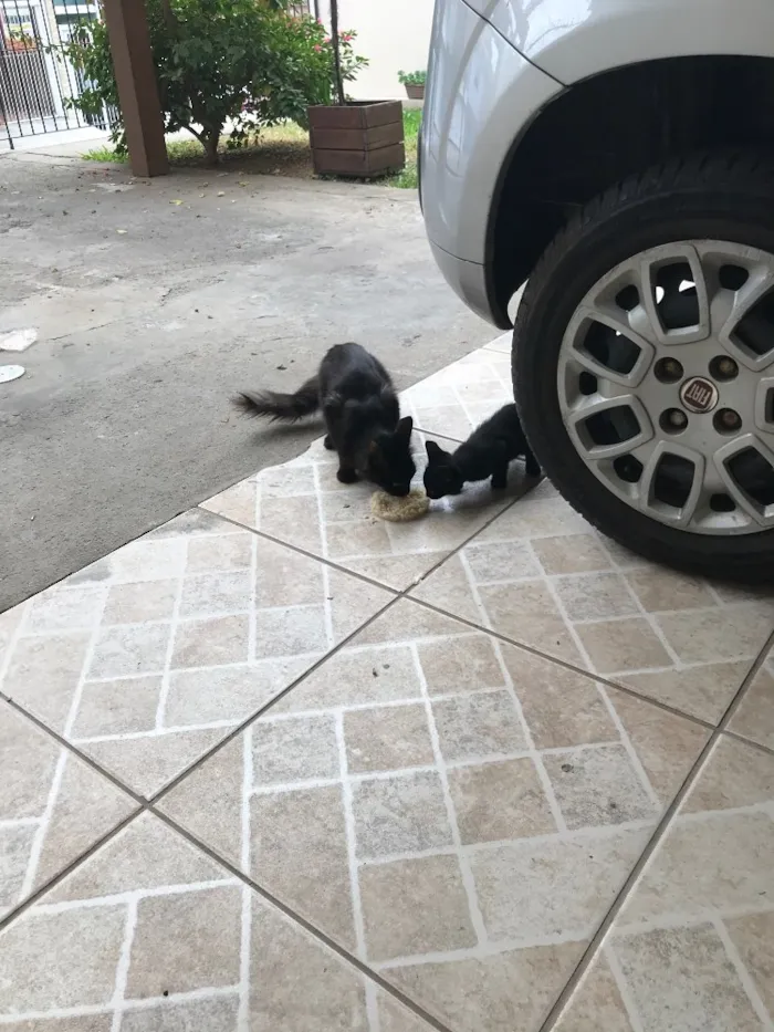Gato raça SRD idade 2 a 6 meses nome Não tem