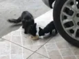 Não tem