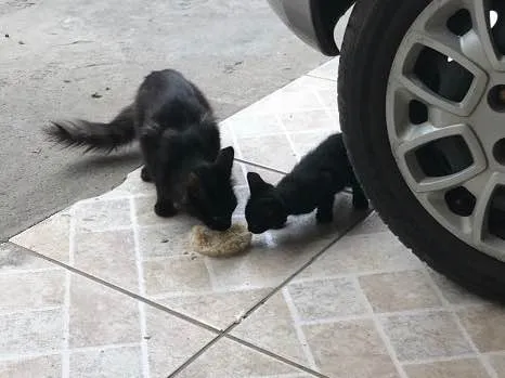Gato raça SRD idade 2 a 6 meses nome Não tem