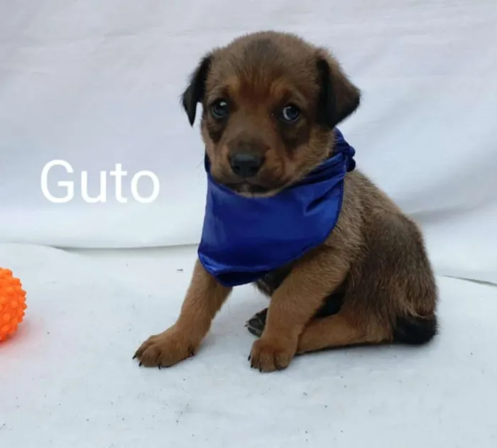 Cachorro ra a Sem raça definida  idade Abaixo de 2 meses nome Filhotes para Adoção