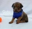 Filhotes para Adoção