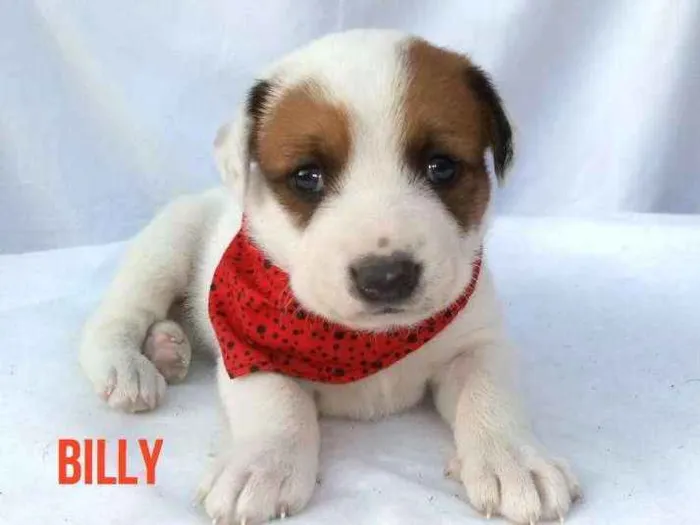 Cachorro ra a Sem raça definida  idade Abaixo de 2 meses nome Filhotes para Adoção