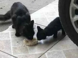 Gato raça SRD idade 2 a 6 meses nome Não tem