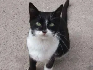 Gato raça  idade 1 ano nome sem nome