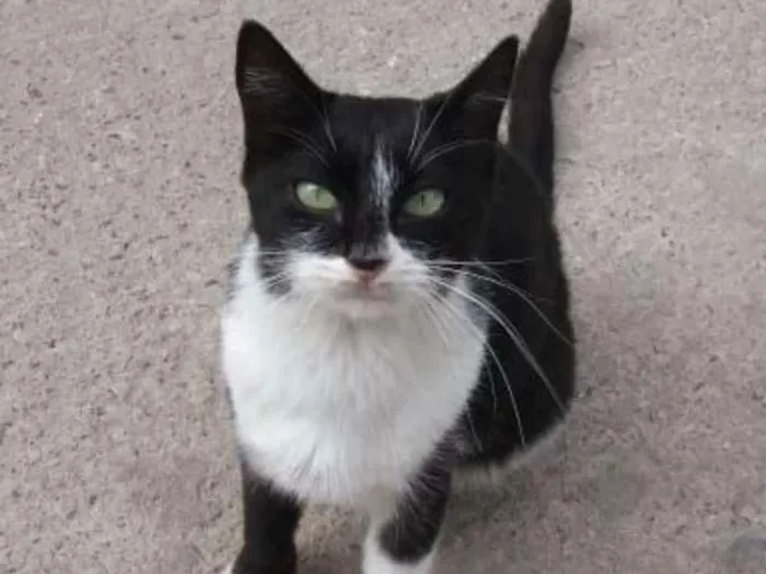 Gato ra a  idade 1 ano nome sem nome