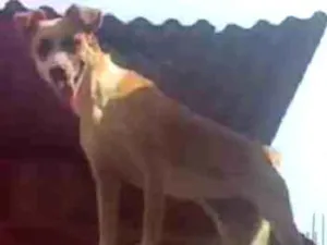 Cachorro raça Vira lata idade 1 ano nome Nutella