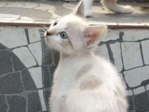Gato raça  idade Abaixo de 2 meses nome sem nome