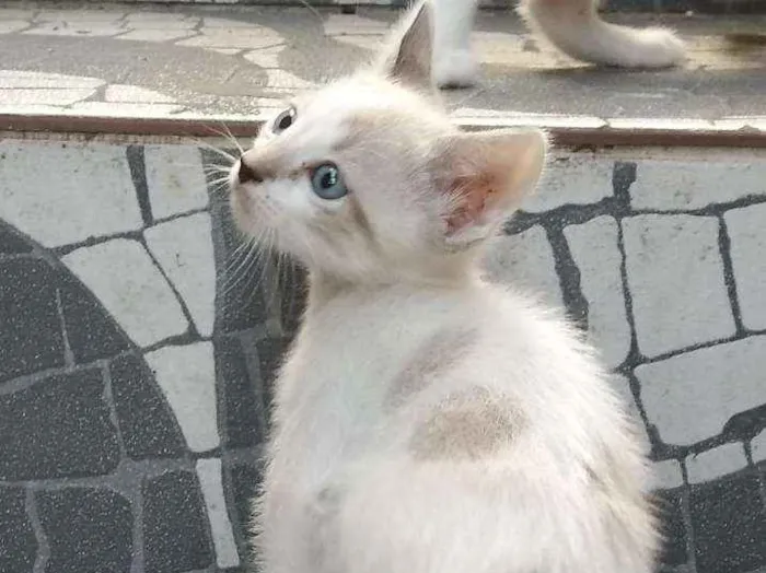 Gato ra a  idade Abaixo de 2 meses nome sem nome