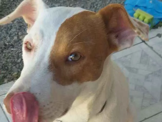 Cachorro ra a Mistura de Pitbul  idade 7 a 11 meses nome Branca