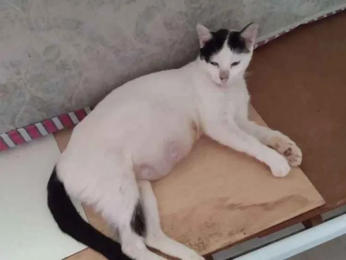Gato ra a SRD idade 2 anos nome Matilda