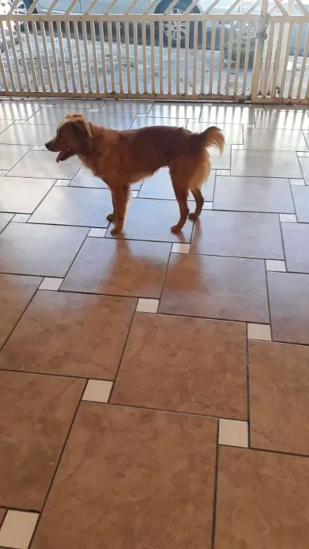 Cachorro ra a SRD idade 2 anos nome Mel